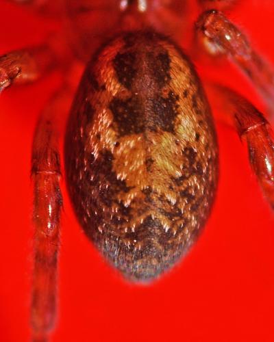 Réf. 336 312 : Amaurobius (fenestralis-similis)